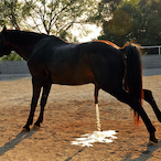 The_Hingst's Avatar'