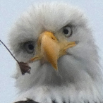 M4_Patriot's Avatar'
