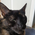 Bulkplayer94's Avatar'