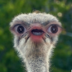 Sarpilii_Darius's Avatar'