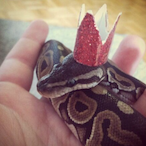 LilSnek42069's Avatar'