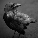 Guilty_Raven's Avatar'