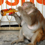 TenienteMantca's Avatar'