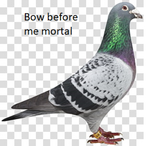 i_am_pigeon's Avatar'