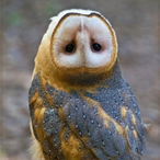 WarriorOfKatz's Avatar