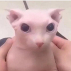 deathfloof137's Avatar'