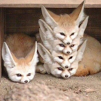 FluffyTheDPTF's Avatar'