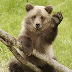 BEARBEARUNIBEAR's Avatar'