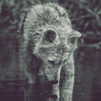 SKEATARAYPLANE's Avatar'