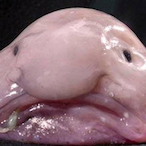 xMrBlob's Avatar'