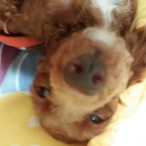 DeniVallen's Avatar'