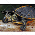 Mighty_Turtle5's Avatar'