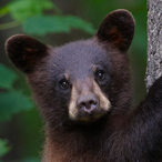 LogyBearRawr's Avatar