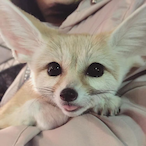 HomelessFox's Avatar'
