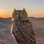 ChadliteMO's Avatar'