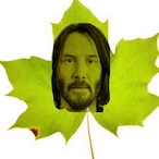 slammedbySP's Avatar'