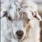 BeenumTheGoat's Avatar'