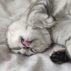 Kedi.'s Avatar'