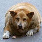 Big_Dawg_Energy's Avatar'