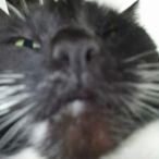 KaterFrent's Avatar'