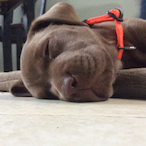 Gen.Scipio's Avatar'