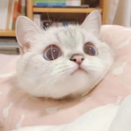 Rua-Rodney's Avatar'