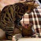 PatateDouce..'s Avatar'