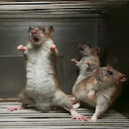 ttimuncher's Avatar'