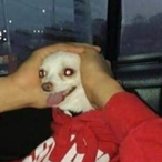 The_AsianNitro's Avatar'