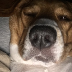 Baxterboo24's Avatar'