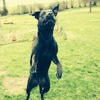 ace of bud's Avatar'