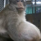 The_Monke's Avatar'