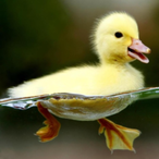 DestroyDuck-LYE's Avatar'