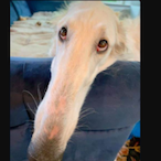 Paletka1337's Avatar'