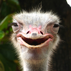 Pet_Ostrich's Avatar'