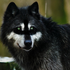 Wolfy516's Avatar'