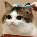 Goede.'s Avatar'