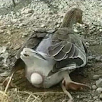 maxlizard1776's Avatar'