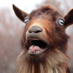 Captaingoat.'s Avatar'