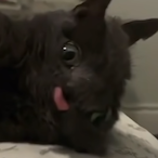 Mr.Benekk96's Avatar