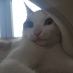 Vitoplayer_'s Avatar'