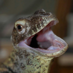 baby_komodo's Avatar'
