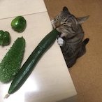 ChasinOppzzzz's Avatar'