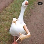 plesina123's Avatar'