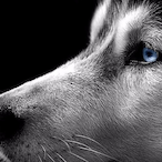 ditisniels1998_'s Avatar