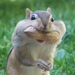 AshashinHaznut's Avatar'