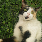 Fahriax's Avatar'