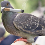 TheRacingBird's Avatar'