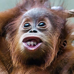 Monkey-anos's Avatar'
