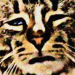 Pinefruit.'s Avatar'